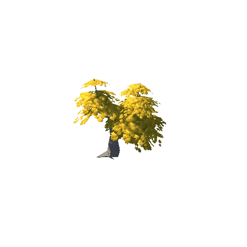 Maple Tree Yellow Mid 12